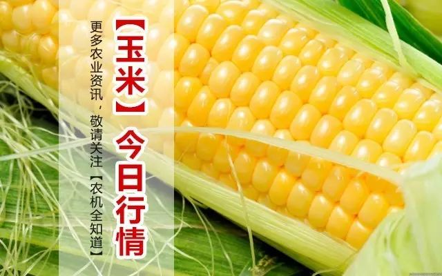 山西今日玉米价格动态解析